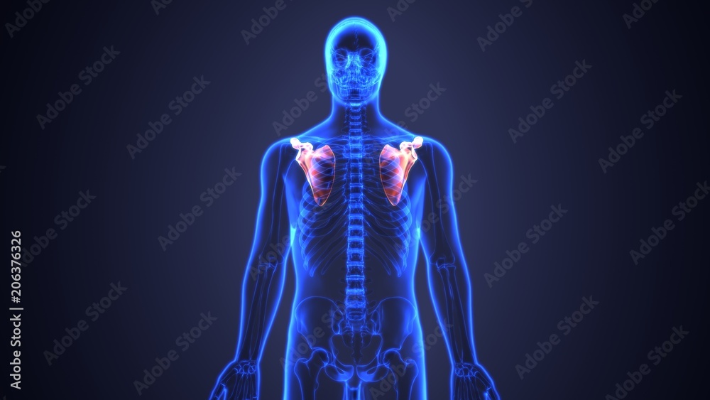 3D Illustration of Human Body Bone Joint Pains Anatomy (Scapula)
3D Illustration of Human Body Bone Joint Pains Anatomy (Scapula)