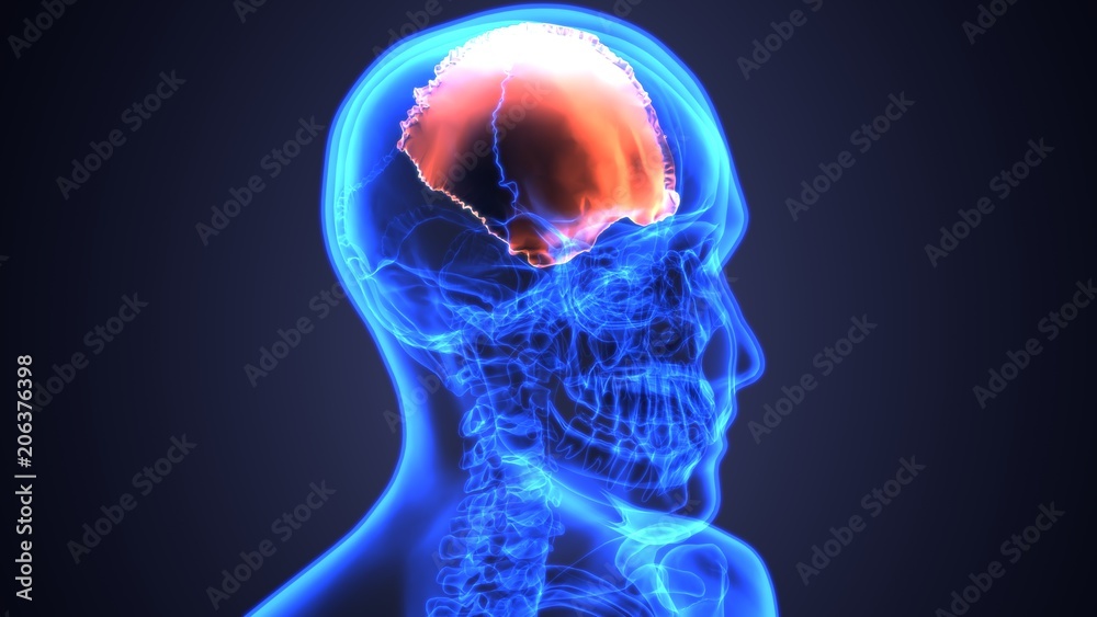 3D illustration of skull anatomy - part of human skeleton medical concept.
