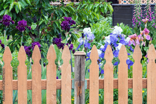 Fototapeta Naklejka Na Ścianę i Meble -  Picket Fence by Colorful Iris Flowers in  Backyard Garden