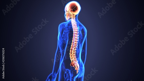 3d illustration of Skull With Spinal Cord Anatomy

