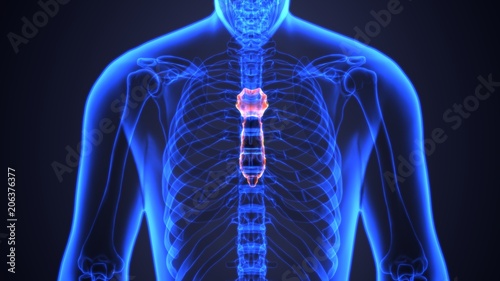 3D illustration of Sternum - Part of Human Skeleton. 