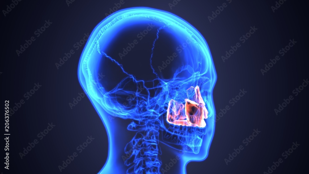 3D illustration of Mandible - Part of Human Skeleton.
3D illustration of Mandible - Part of Human Skeleton.