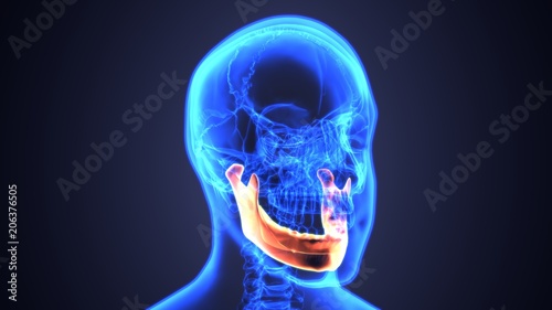 3D illustration of Mandible - Part of Human Skeleton. 