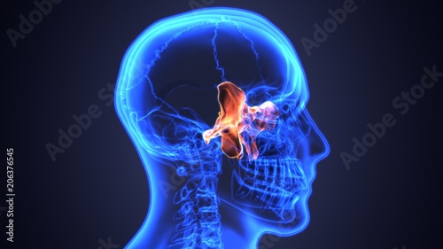 3d illustration skull temporal bone part
