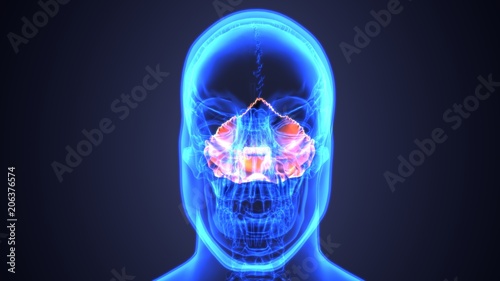 3d illustration of Sinusitis . of human skull with inflamed at sinus .

