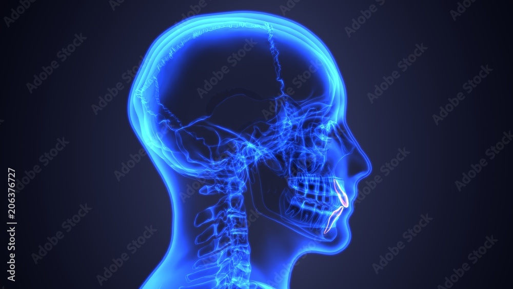 skeleton and teeth anatomy. Medical accurate 3D illustration skeleton and teeth anatomy. Medical accurate 3D illustration