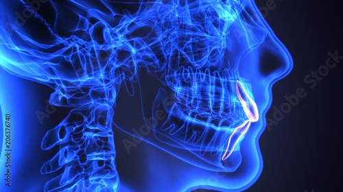 skeleton and teeth anatomy. Medical accurate 3D illustration