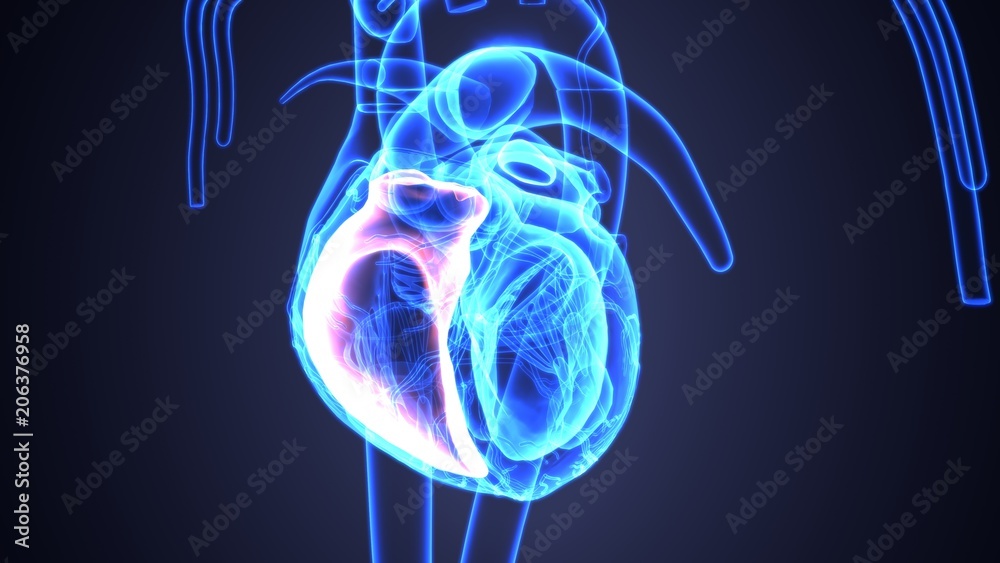 3d illustration of human body organ(heart anatomy)
3d illustration of human body organ(heart anatomy)