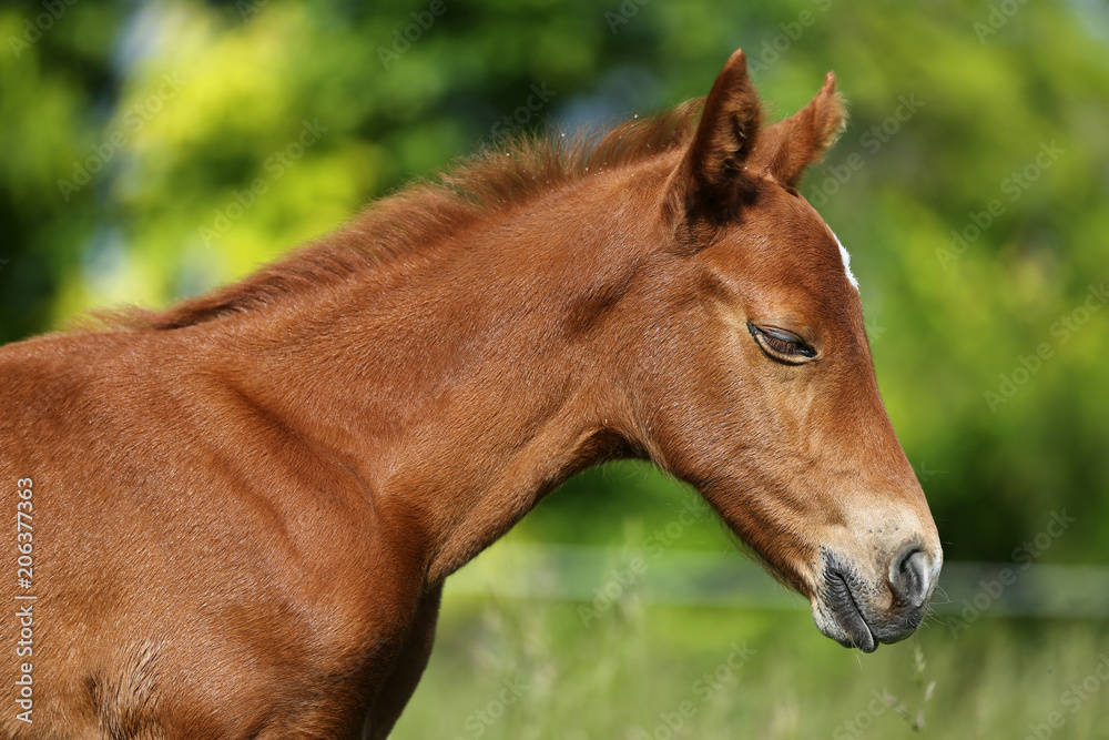 Photo of a newborn foal on summer meadow closeup Photo of a newborn foal on summer meadow closeup