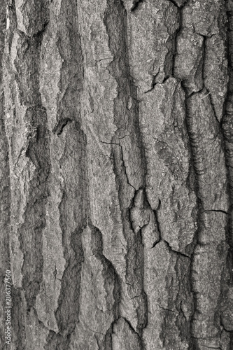 Texture of tree bark for background