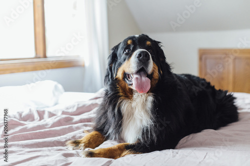 Close-up of dog panting while lying on bed at home