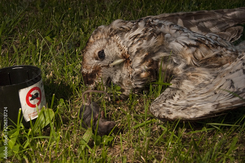 Obraz na plátne Owl poisoned by rat poison. Eurasian Tawny Owl, Strix aluco