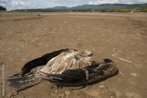 A vulture killed by poison in the dry bed of a reservoir, Gyps fulvus