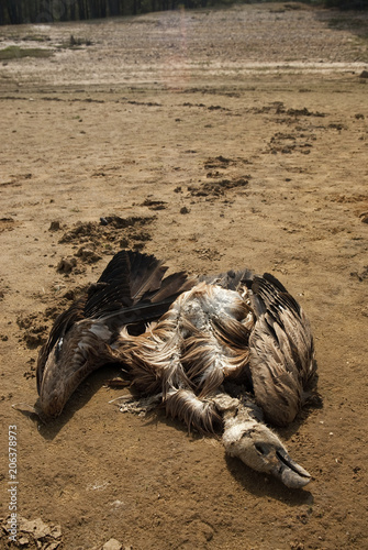 Foto A vulture killed by poison in the dry bed of a reservoir, Gyps fulvus