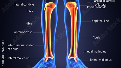 3D Illustration of Human Skeleton Tibia and Fibula Bones 