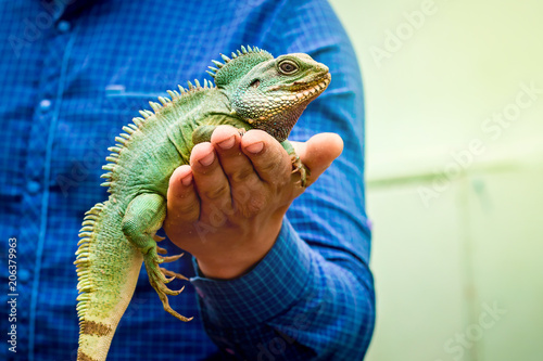 Green iguana lizard  sits on men hand. Man shows a green lizard_