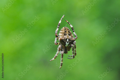 Spider in his web. European garden spider in his web