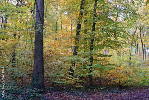 Herbstwald © Fotolyse