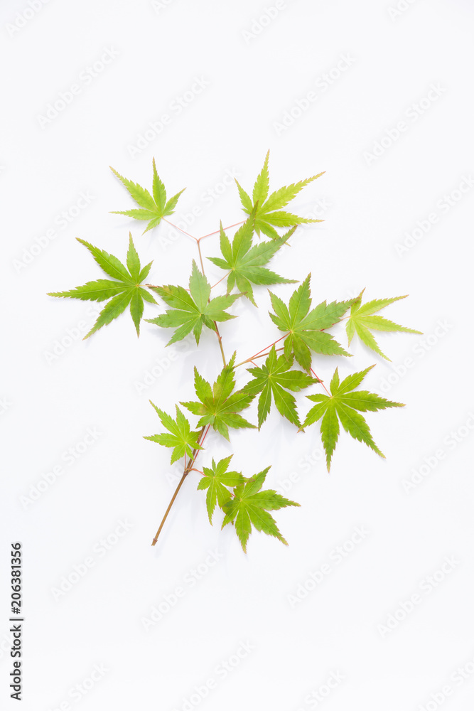 Naklejka premium 白背景の青もみじ