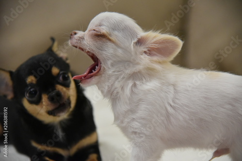 dog, chihuahua, puppy, animal, pet, white, cute, small, isolated, canine, breed, mammal, pets, sitting, domestic, young, portrait, brown, studio, purebred, little, funny, white background, adorable, d