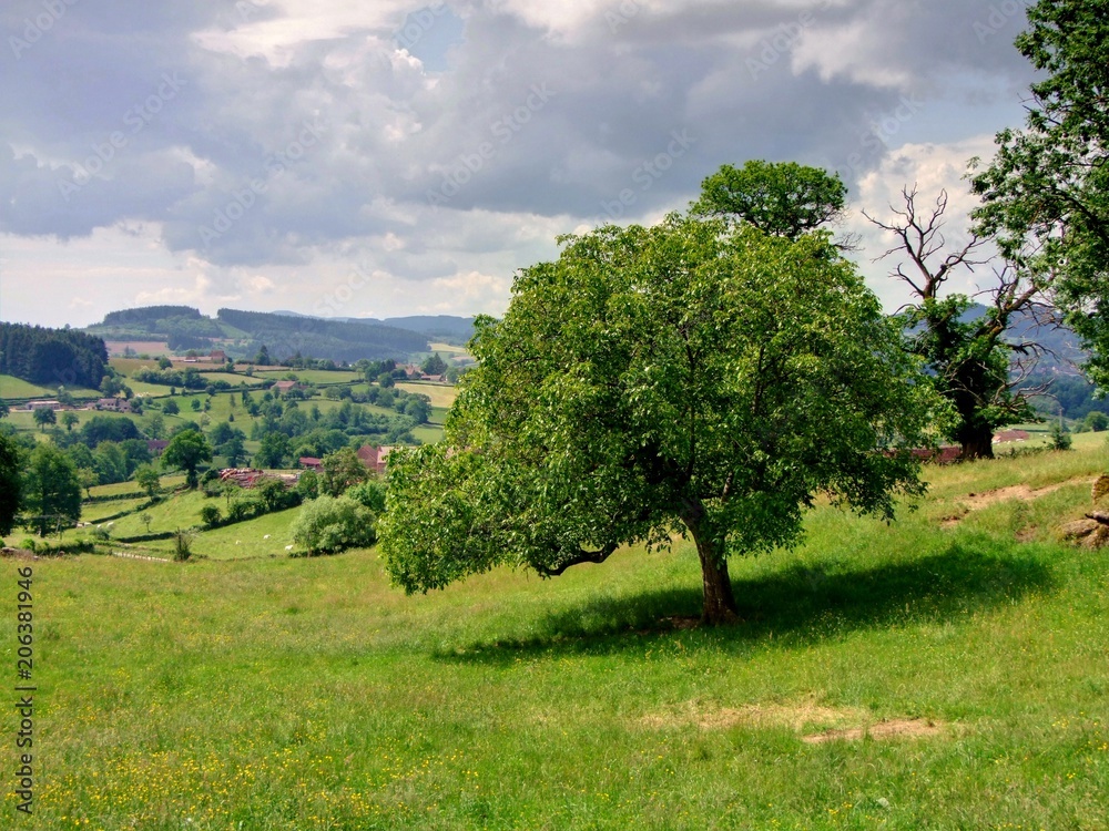 Fototapeta premium Paysage du Charolais.