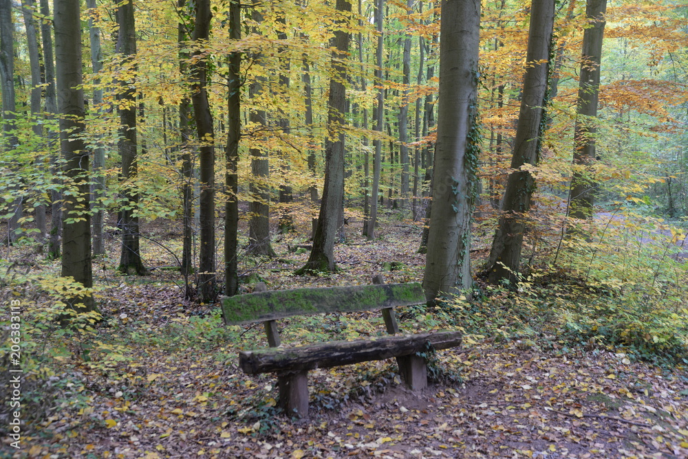 Bank im Herbstwald