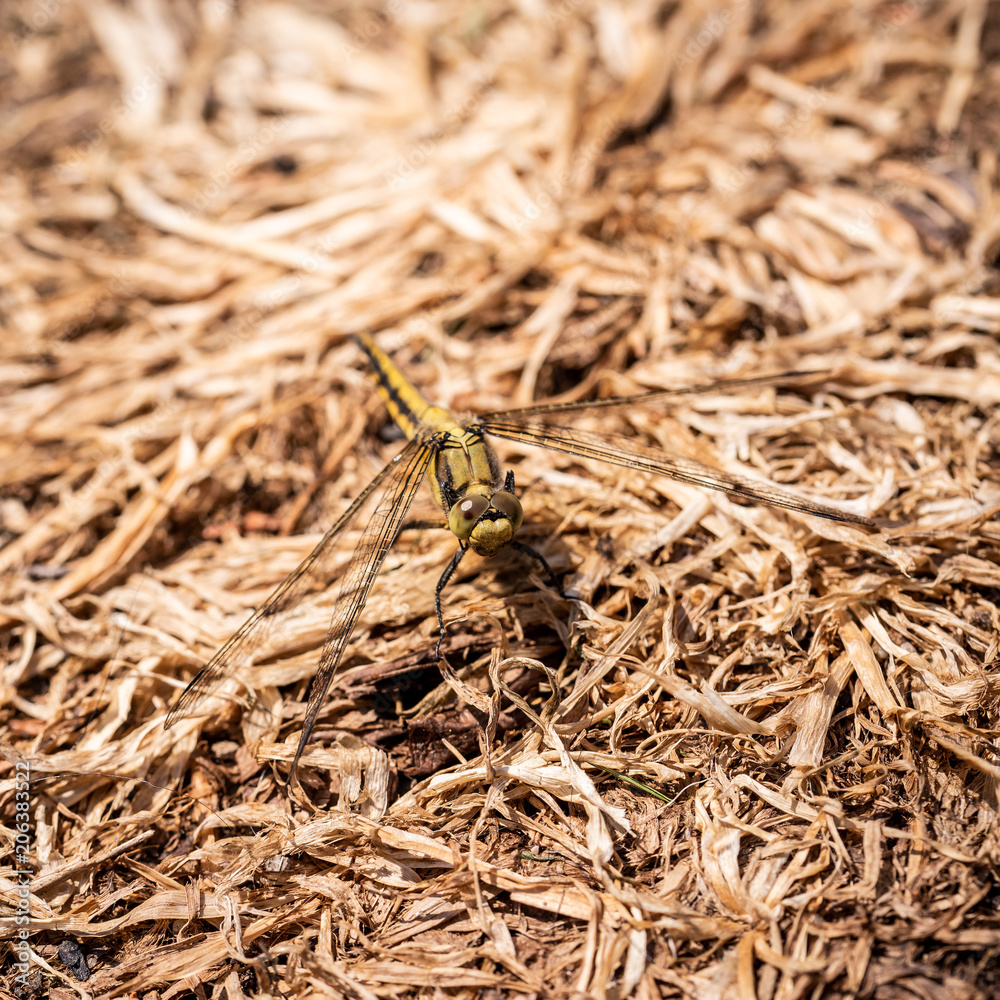Big yellow draginfly perched on ground in dry grass