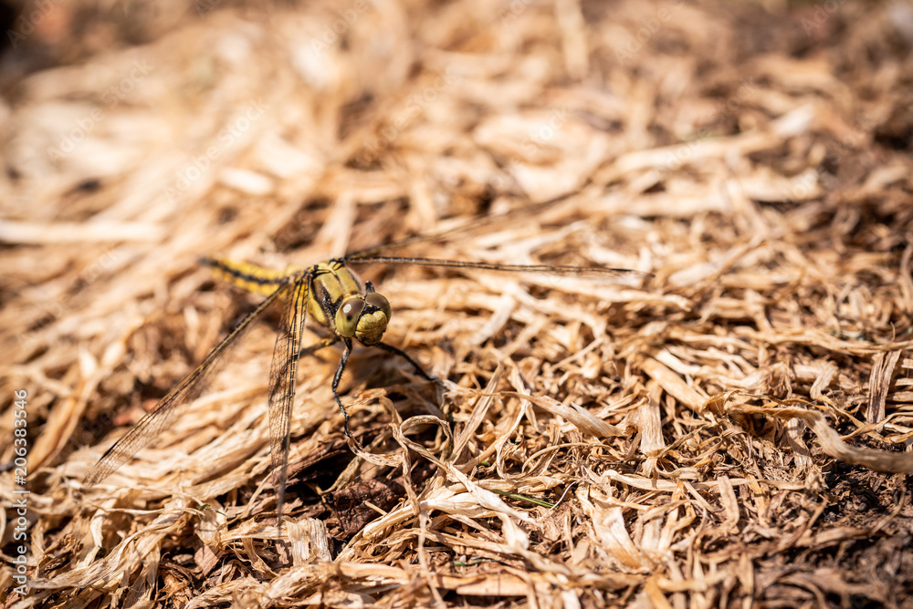Big yellow draginfly which is perched on dry grass Big yellow draginfly which is perched on dry grass