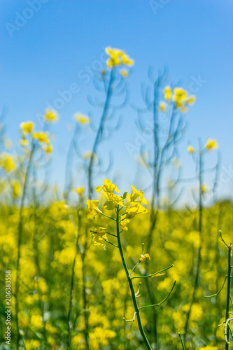 Detail of single rapeseed plant with few yellow blooms in front of other plants