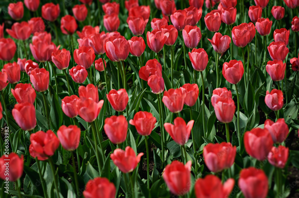 Meadow with red bright flowers