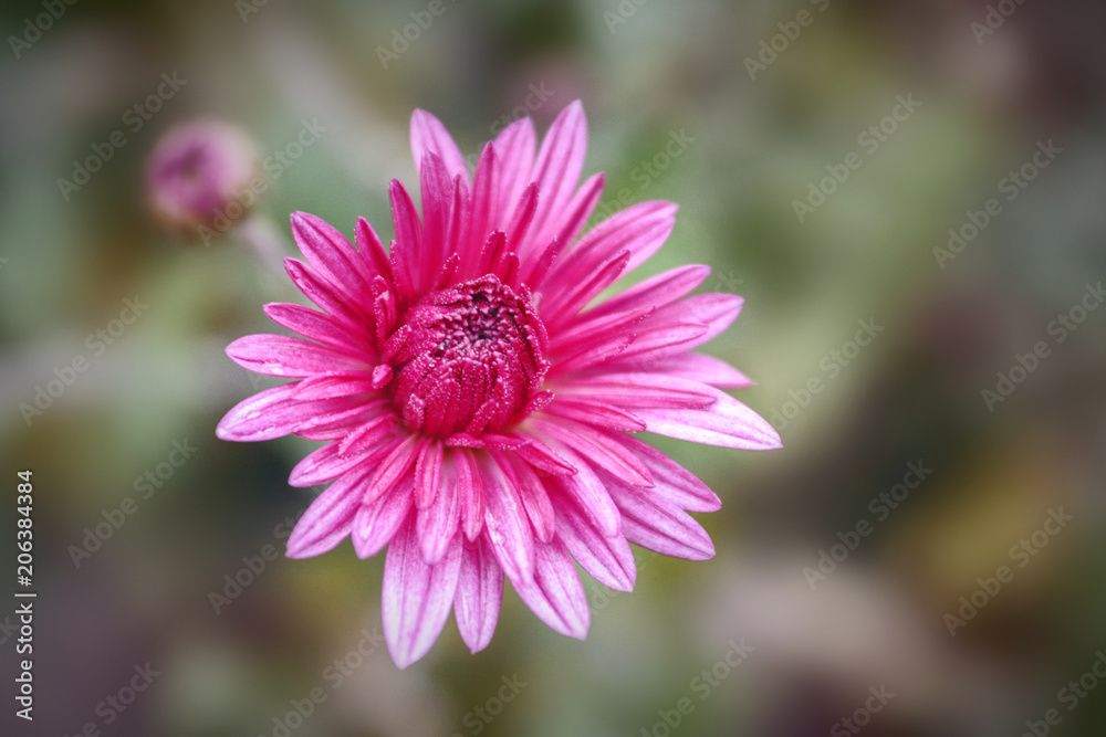 Obraz premium Chrysanthemum