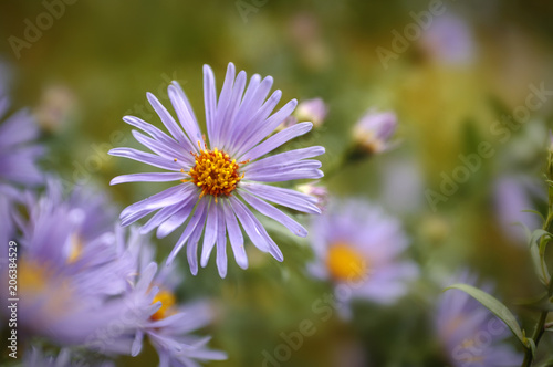 aster