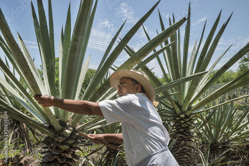 Henequen Cactus Farmer photo