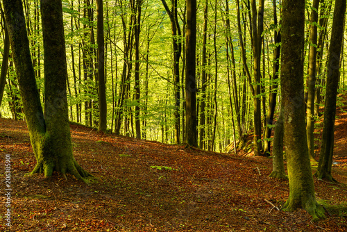 Lush and green beech forest in hilly terrain on a sunny spring morning. Soderasen national park in Sweden. photo