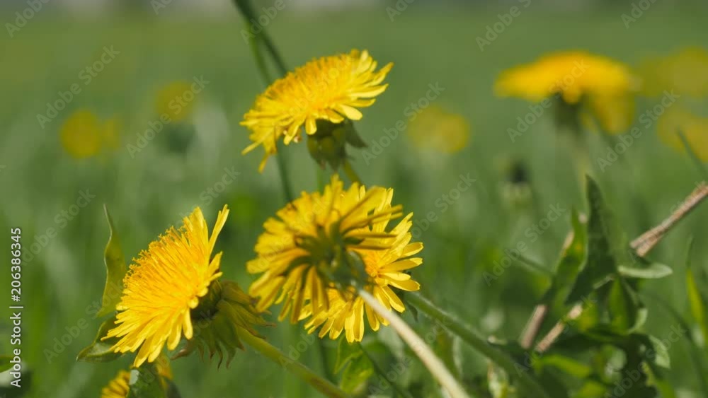 Yellow dandelion flowers among green grass Yellow dandelion flowers among green grass