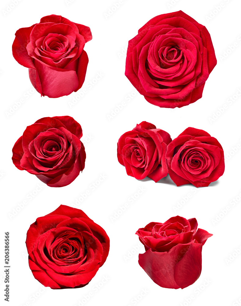 Naklejka premium kwiat płatek róży blosspm tło