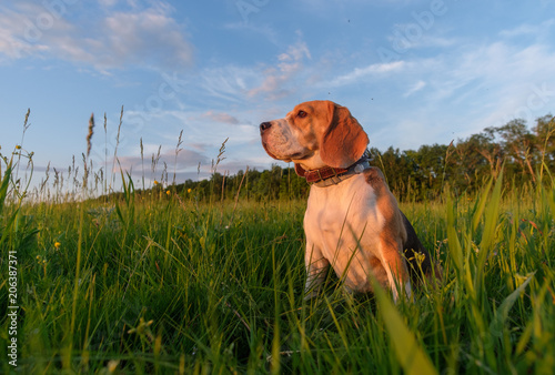 Beagle dog on the field among the white dandelions may evening