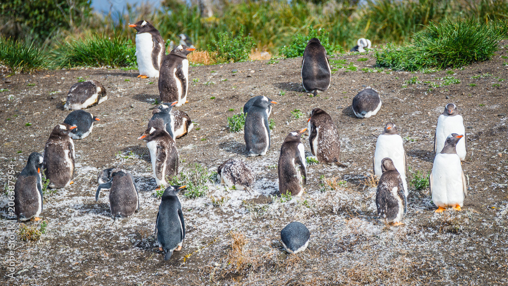 Obraz premium Funny Gentoo penguins at Beagle Channel in Patagonia, Tierra del Fuego National Park