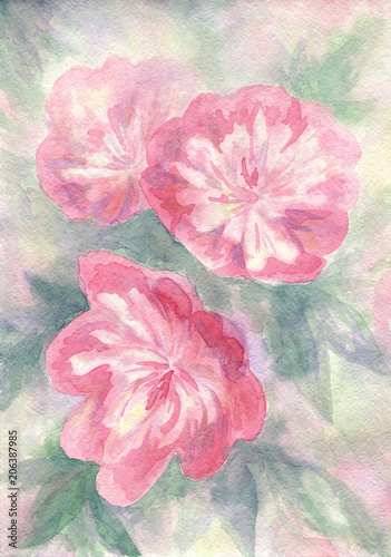 Pink peonies. Watercolor artwork