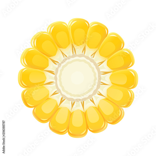 Corn cob. Organic food. Corncob natural meal. Ripe Maize.