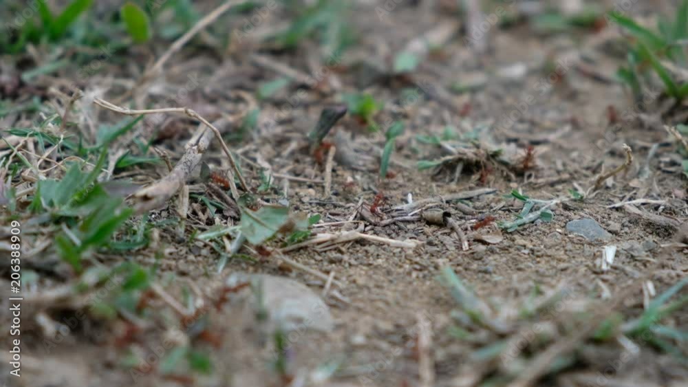 leaf cutter ants at work - ant road transporting leaves leaf cutter ants at work - ant road transporting leaves