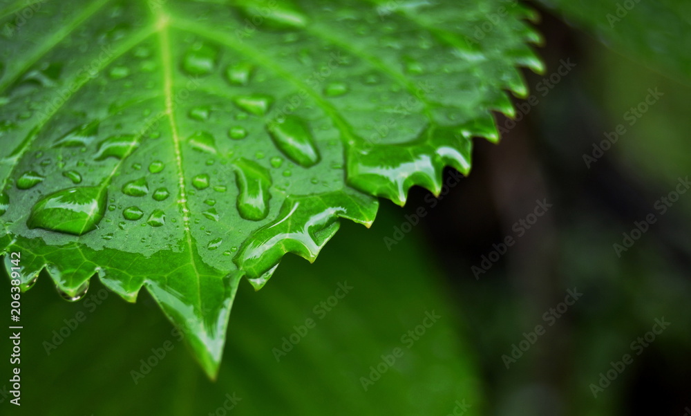 Green Leaf Green Leaf