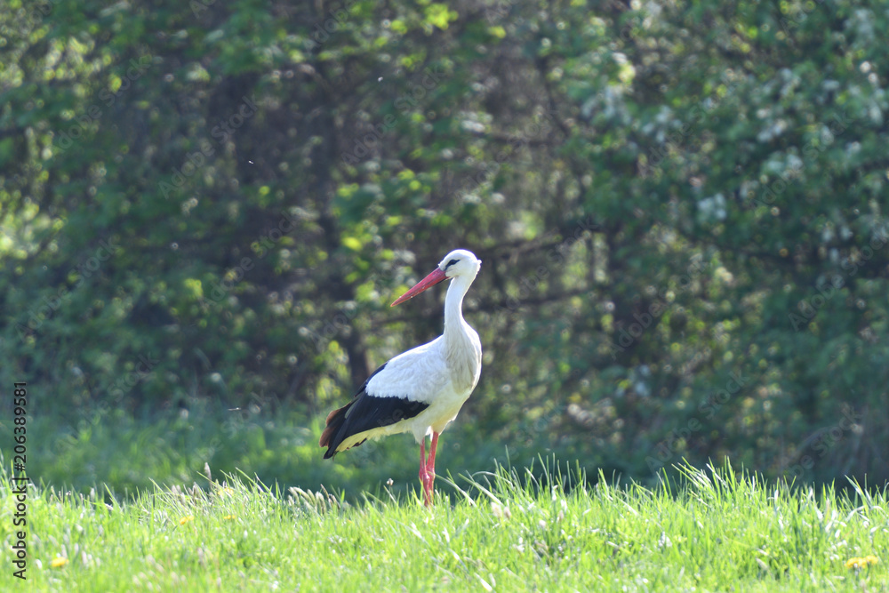 white stork watching on the green meadow white stork watching on the green meadow
