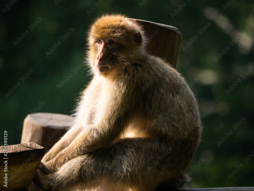 Fototapeta premium Macaque
