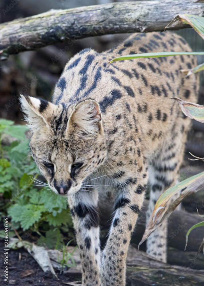 Obraz premium Serval in captivity