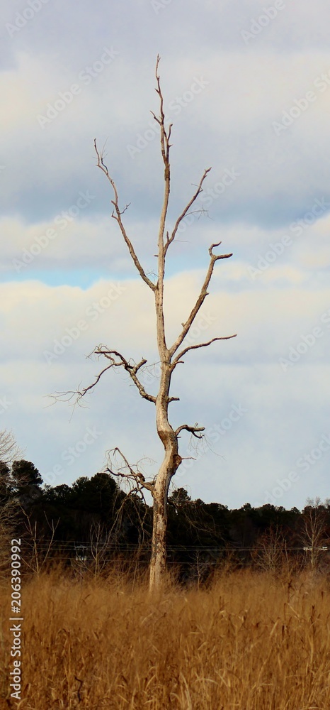 Obraz premium winter tree