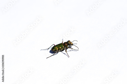 beetle is isolated on white background