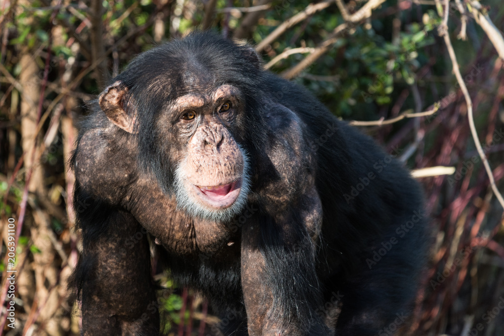Naklejka premium chimp