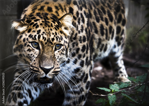 Amur leopard in captivity - close up