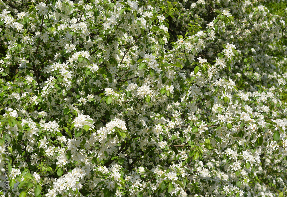 Blossoming apple tree background.